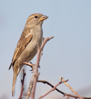 Evi sparrow, passer domesticus