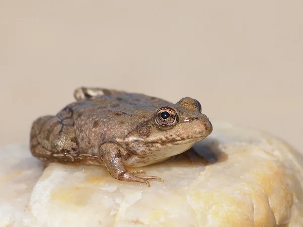 Stock image Marsh Frog, Rana ridibunda