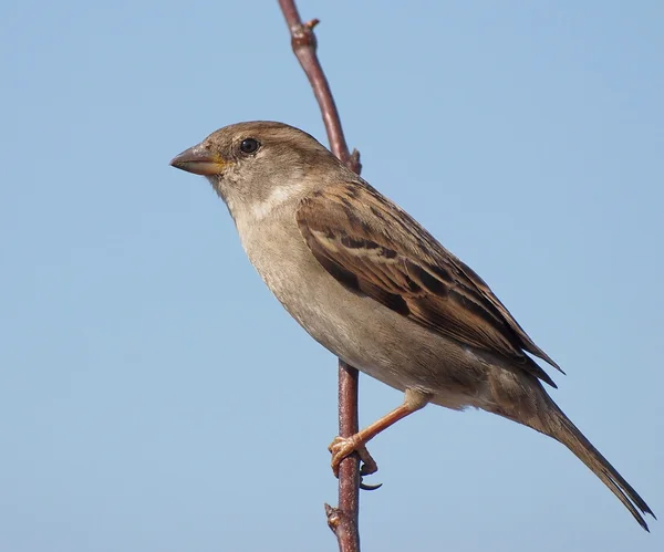 Σπίτι sparrow, passer domesticus — Φωτογραφία Αρχείου