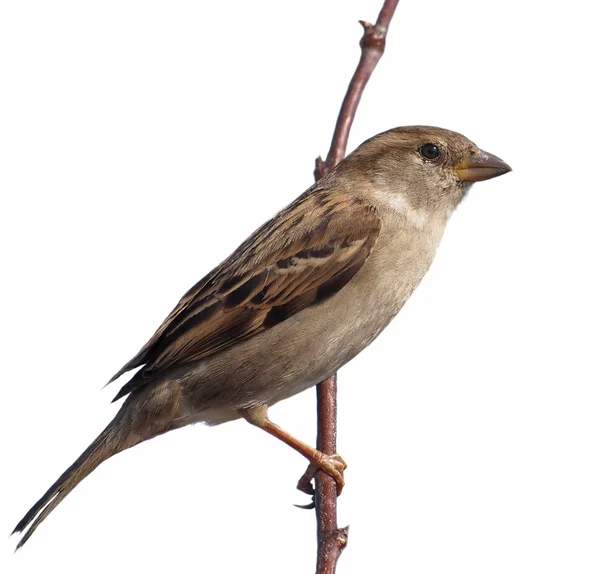 Σπίτι sparrow σε κλάδο, passer domesticus, απομονωμένα σε λευκό — Φωτογραφία Αρχείου