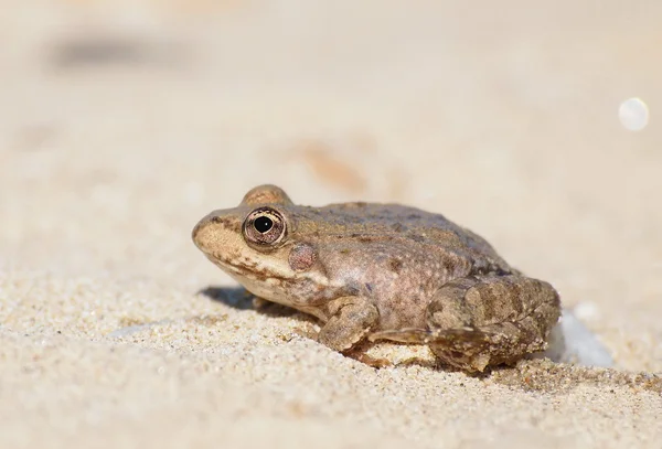 stock image Marsh Frog, Rana ridibunda