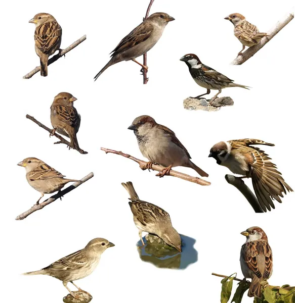 Nastavit Sparrowe, izolovaných na bílém pozadí — Stock fotografie