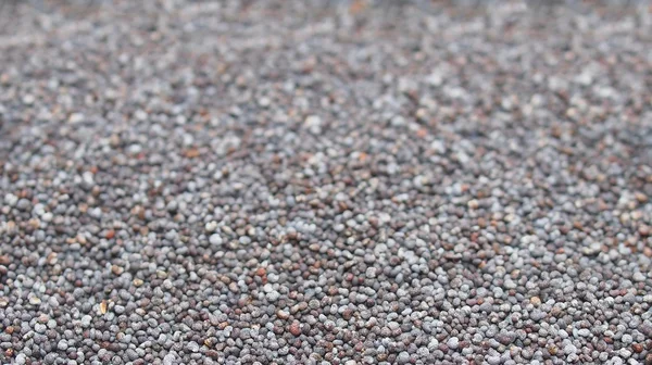 Macro poppy seeds background — Stock Photo, Image