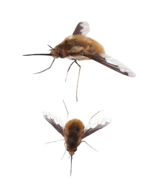 Bee Fly, Bombylius Major, isolated on white background, with clipping path clipart
