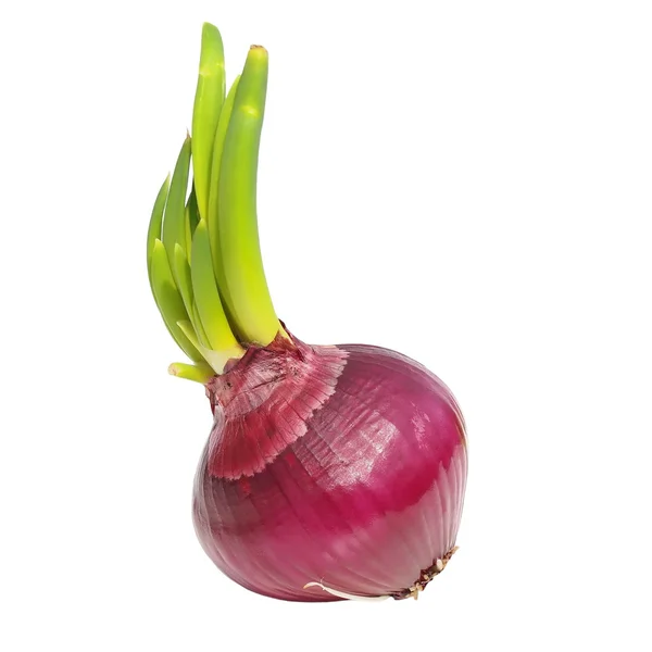 Red onion isolated on white background, with clipping path — Stock Photo, Image