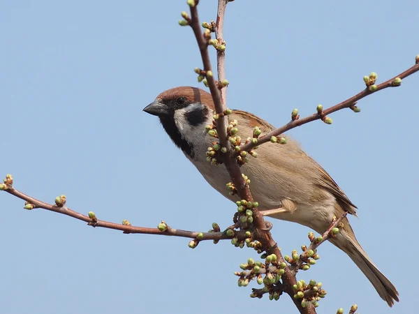 Tree Sparrow on branch, Passer montanus — Stock Photo, Image