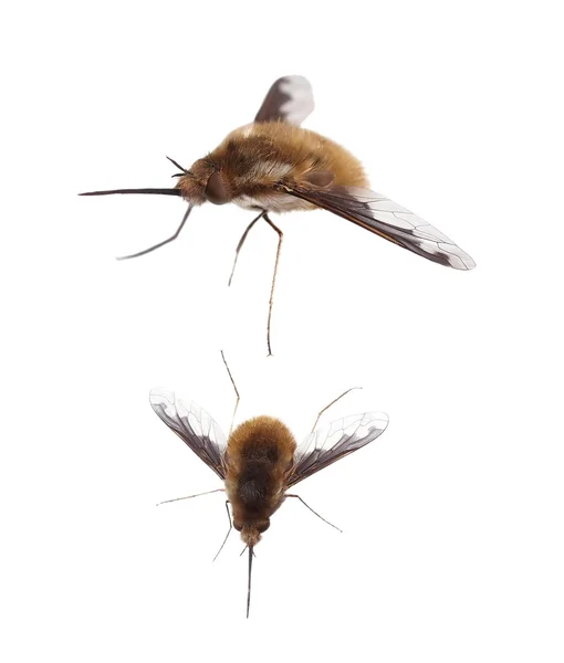 Bee fly, bombylius głównych, na białym tle na białym tle, ze ścieżką przycinającą — Zdjęcie stockowe