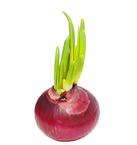 Red onion isolated on white background, with clipping path — Stock Photo, Image
