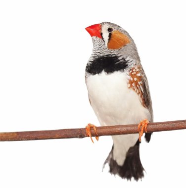 Zebra Finch, isolated on white background clipart