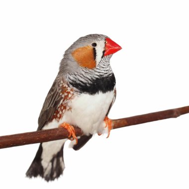Zebra Finch, isolated on white background clipart