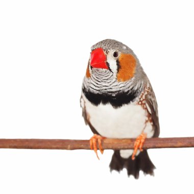 Zebra Finch, isolated on white background clipart