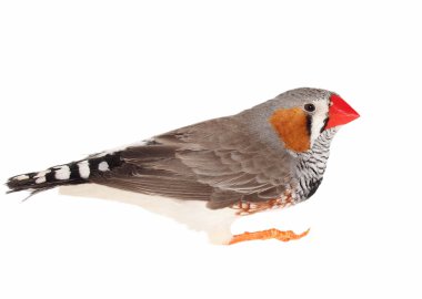 Zebra Finch, isolated on white background clipart