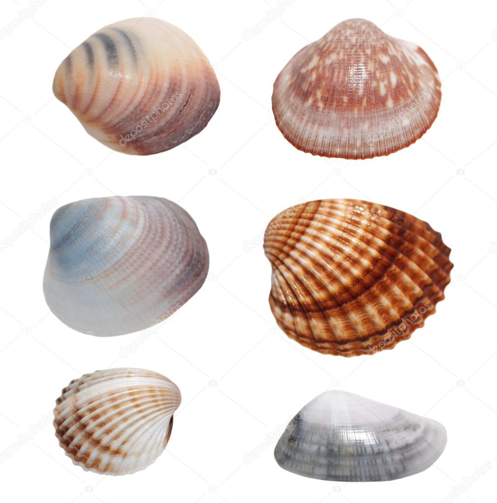Collection Sea shells isolated on white background