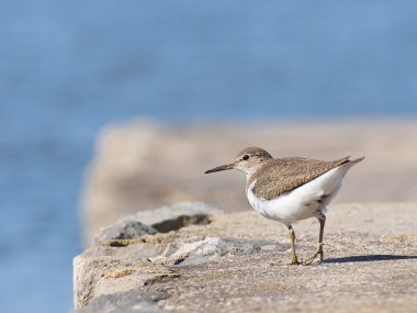 Common Sandpiper, Actitis hypoleuca clipart