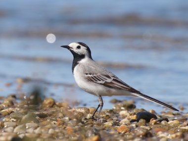 Beyaz kuyruksallayan, motacilla alba