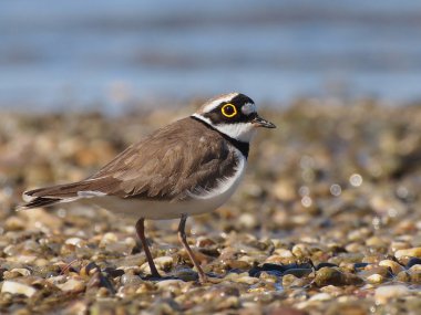 Little Ringed Plover, Charadrius dubius clipart