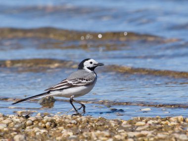 Beyaz kuyruksallayan, motacilla alba