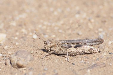 Locust kum üzerinde