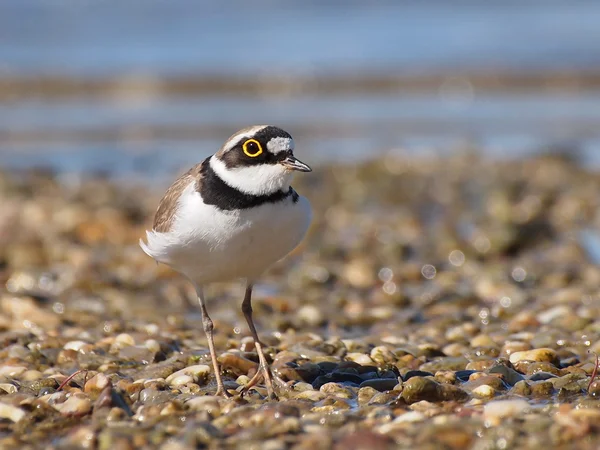 Маленький пловер с кольцами, Charadrius dubius — стоковое фото