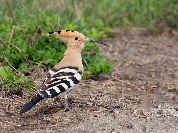 Eurasischer Wiedehopf, upupupa epops — Stockfoto