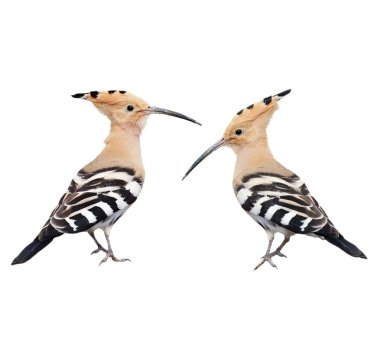 Set Eurasian Hoopoe isolated on white background, Upupa epops clipart