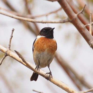 ortak stonechat, saxicola torquata