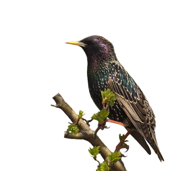 Starling no ramo isolado no fundo branco — Fotografia de Stock