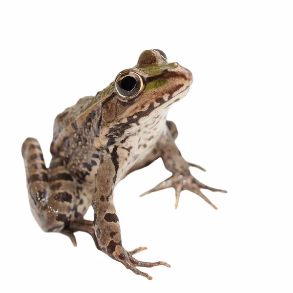 stock image Marsh Frog isolated on white background, Pelophylax ridibundus