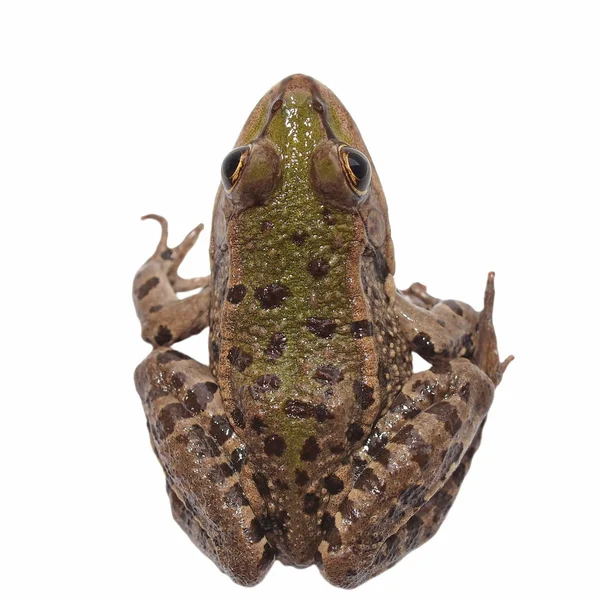 沼泽青蛙孤立在白色背景，黑斑 ridibundus — 图库照片