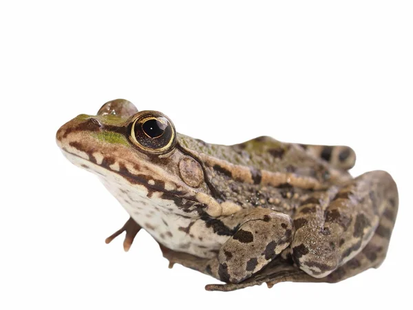Marsh Frog isolated on white background, Pelophylax ridibundus — Stock Photo, Image