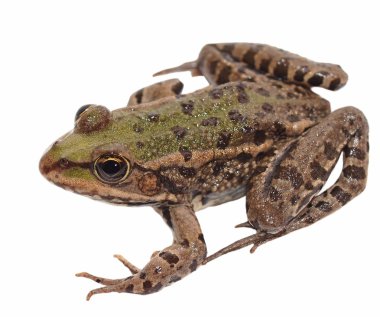 Marsh Frog isolated on white background, Pelophylax ridibundus clipart