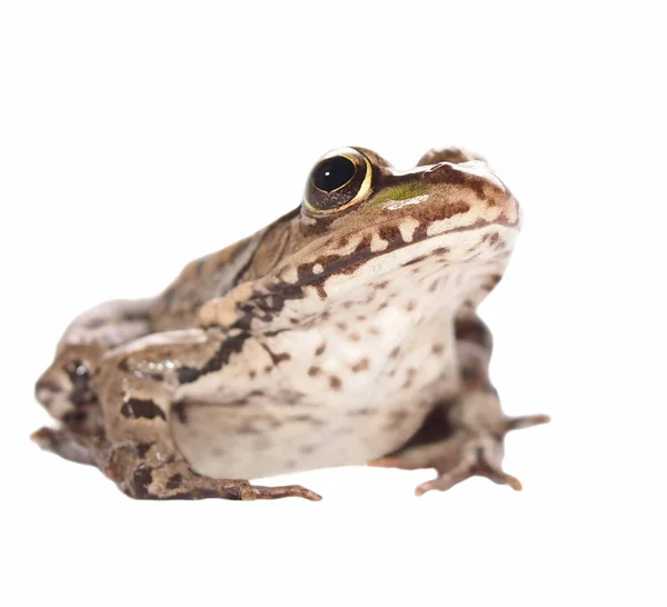 沼泽青蛙孤立在白色背景，黑斑 ridibundus — 图库照片