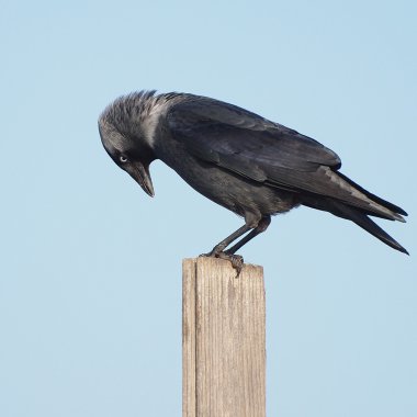 Grajilla, corvus monedula