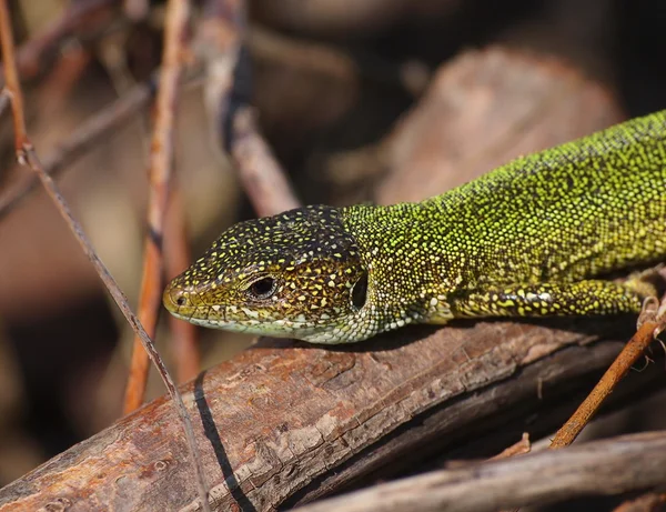 European Green Lizard, Lacerta viridis — Stock Photo, Image