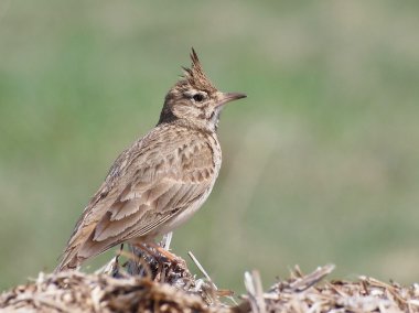 Crested Lark, Galerida cristata clipart