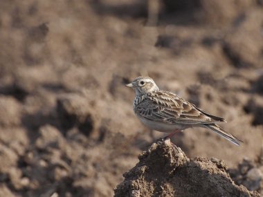 Avrasya skylark, alauda arvensis