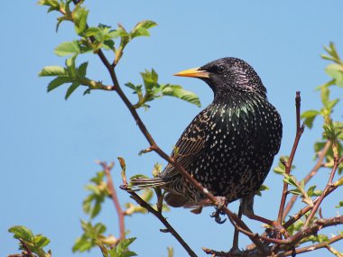 Hadi Starling, Sturnus vulgaris