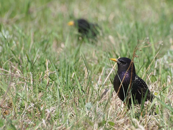 Gemensamma starling på grönt gräs, sturnus vulgaris — Stockfoto