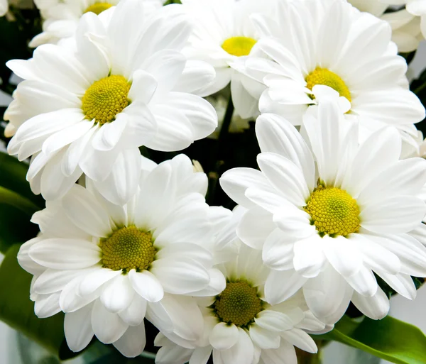 stock image Background of flowers