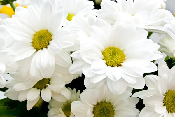 stock image Background of flowers