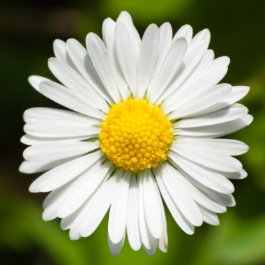 Meksika papatya (Erigeron karvinskianus)