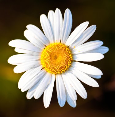 Closeup of a beautiful Daisy flower clipart