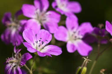 güzel mor ağaç cranesbill çiçek