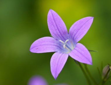 güzel mor ağaç cranesbill çiçek