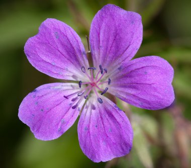 ahşap cranesbill veya orman Sardunya çiçeği