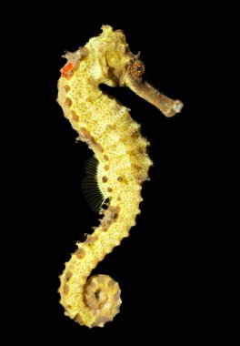 Spotted seahorse (Hippocampus kuda) clipart