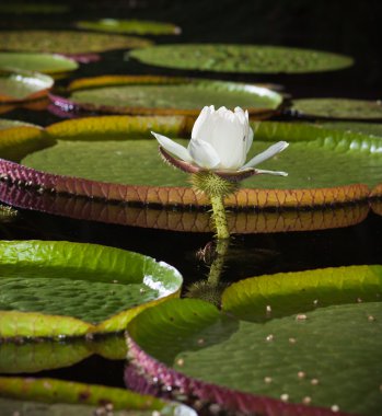 Close-up of Giant water lily clipart