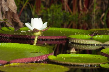 Giant water lily (Victoria amazonica) clipart