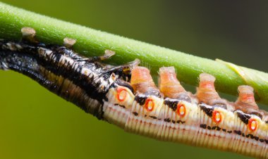 Şahinler güve caterpillar deri değiştirme