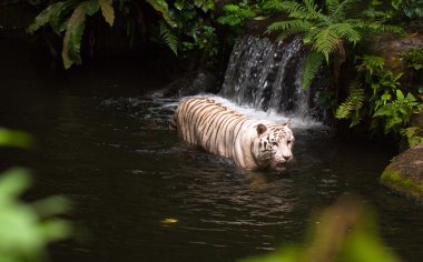 Beyaz veya su bengal kaplanı